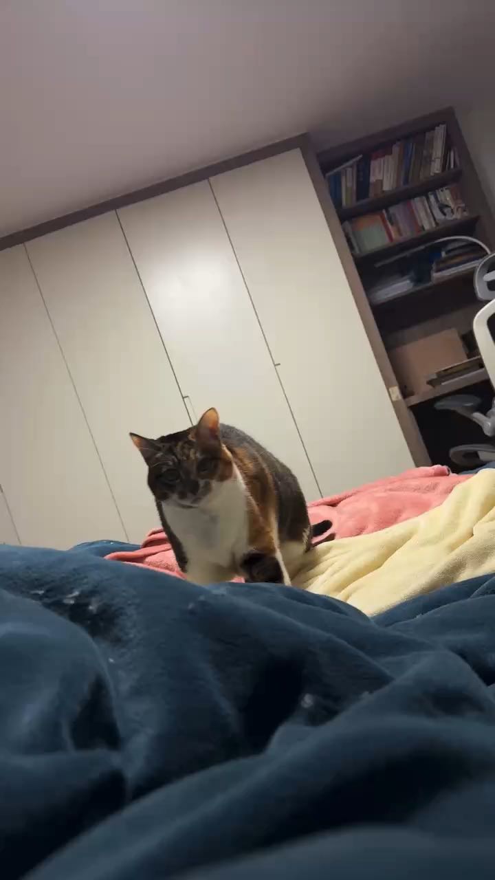 小猫咪啊 小猫🐱