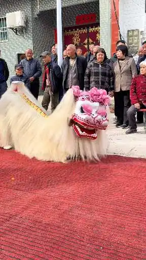 小白狮完美演绎